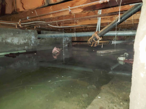 Best Flood restoration services  in Tremonton, UT